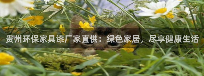 杏耀平台登陆测速：贵州环保家具漆厂家直供：绿色家居，尽享健康